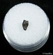 Nicely Preserved Thescelosaurus Tooth #2849-1
